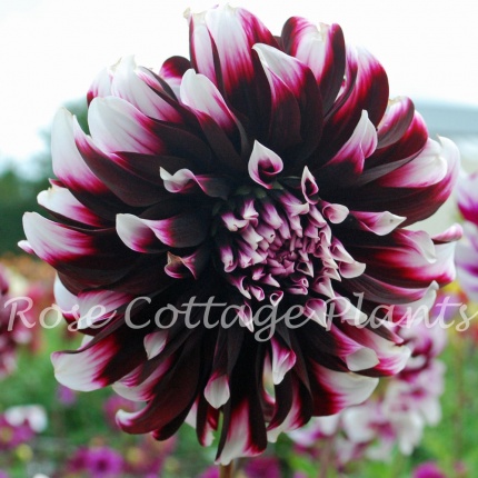 dahlia contraste