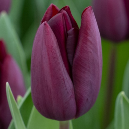 Tulipa 'Caviar'