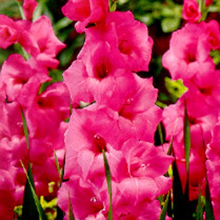 Gladiolus grandiflora 'Fidelio'