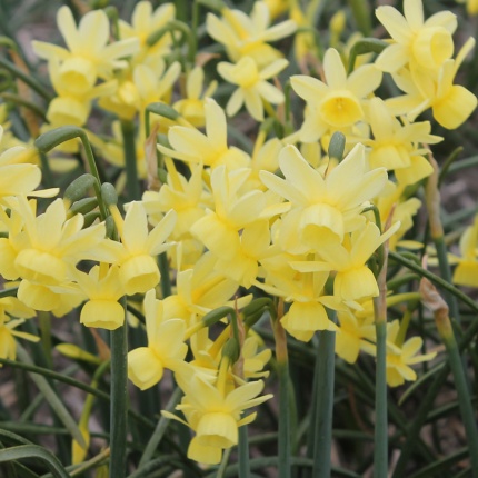 Narcissus Angel's Whisper