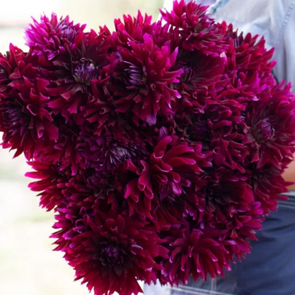 Dahlia 'Ripples'