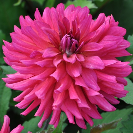 Dahlia 'Magenta Festival'