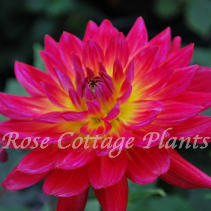 Dahlia 'Kilburn Glow'