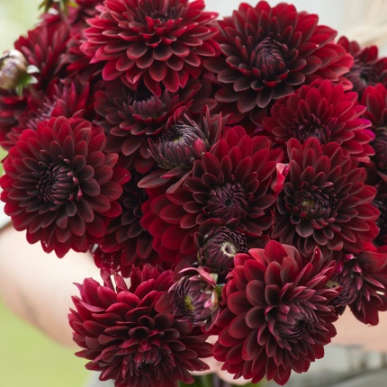 Dahlia 'Dark Destiny'