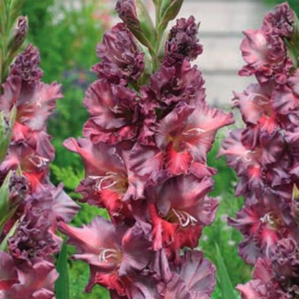 Gladiolus grandiflora 'Rusty Chestnut®'