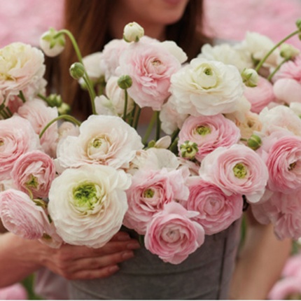 Ranunculus Chamellow