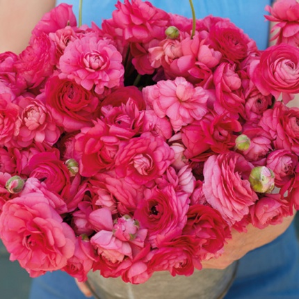 Ranunculus Bonbon