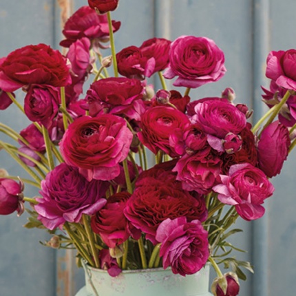 Ranunculus Amandine Violet