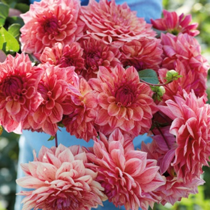 Dahlia 'Sturm Princess'