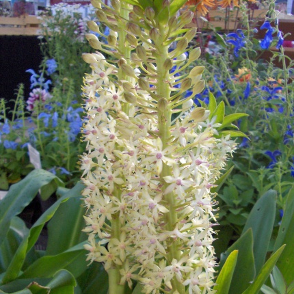 Eucomis autumnalis AGM