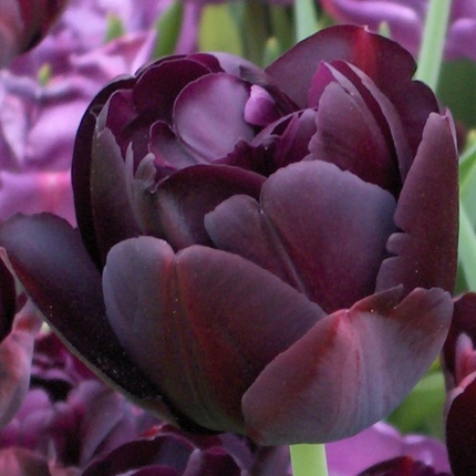 Tulipa 'Black Hero' - Rose Cottage Plants