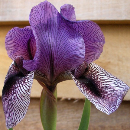 Iris 'Dardanus'