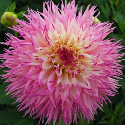 Dahlia 'Pinelands Princess' - Rose Cottage Plants