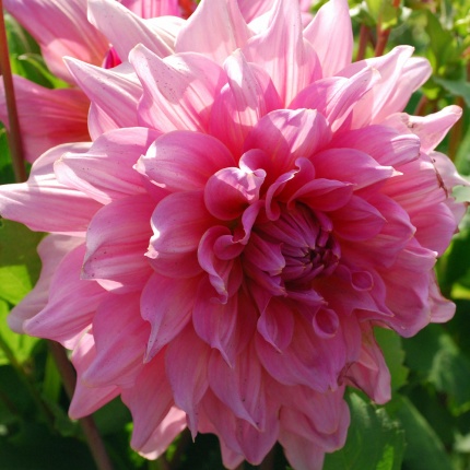 Dahlia 'Otto's Thrill' - Rose Cottage Plants