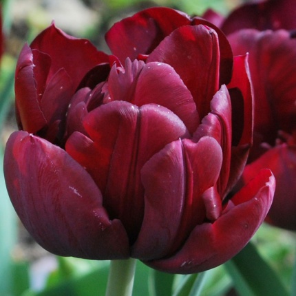 Tulipa 'Antraciet' - Rose Cottage Plants