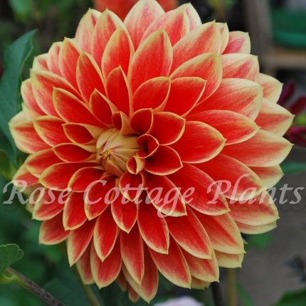 Dahlia 'Maxime'