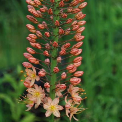 Eremurus 'Romance'