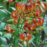 Lilium martagon 'Arabian Knight'