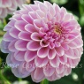 Dahlia 'Pink Silk'