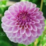 Dahlia 'Pink Silk'