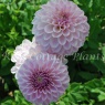 Dahlia 'Pink Silk'