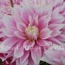 Dahlia 'Evanah'