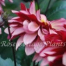 Dahlia 'Night Silence'