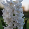 Hyacinth Double White