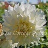 Dahlia 'Café au Lait Supreme'