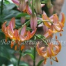 Lilium martagon 'Fairy Morning'