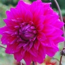 Dahlia 'Englehardt's Matador'