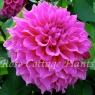 Dahlia 'Elma E'