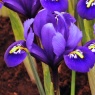 Iris reticulata 'Rhapsody'