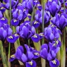 Iris reticulata 'Rhapsody'