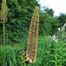 Eremurus 'Romance'